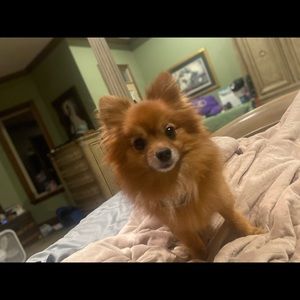 Meet your Posher, Renae